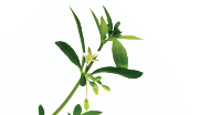 Inulin Frutafit®
